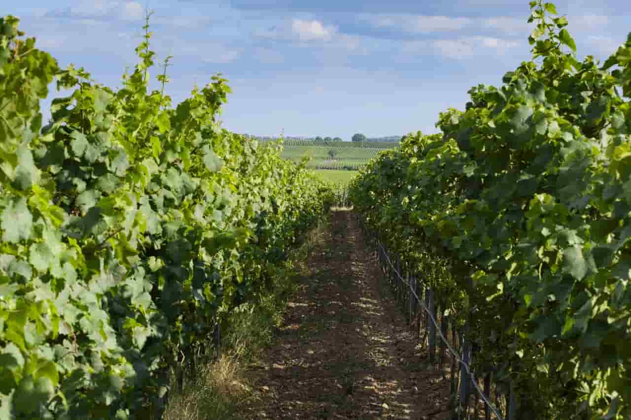 best old mission peninsula wineries