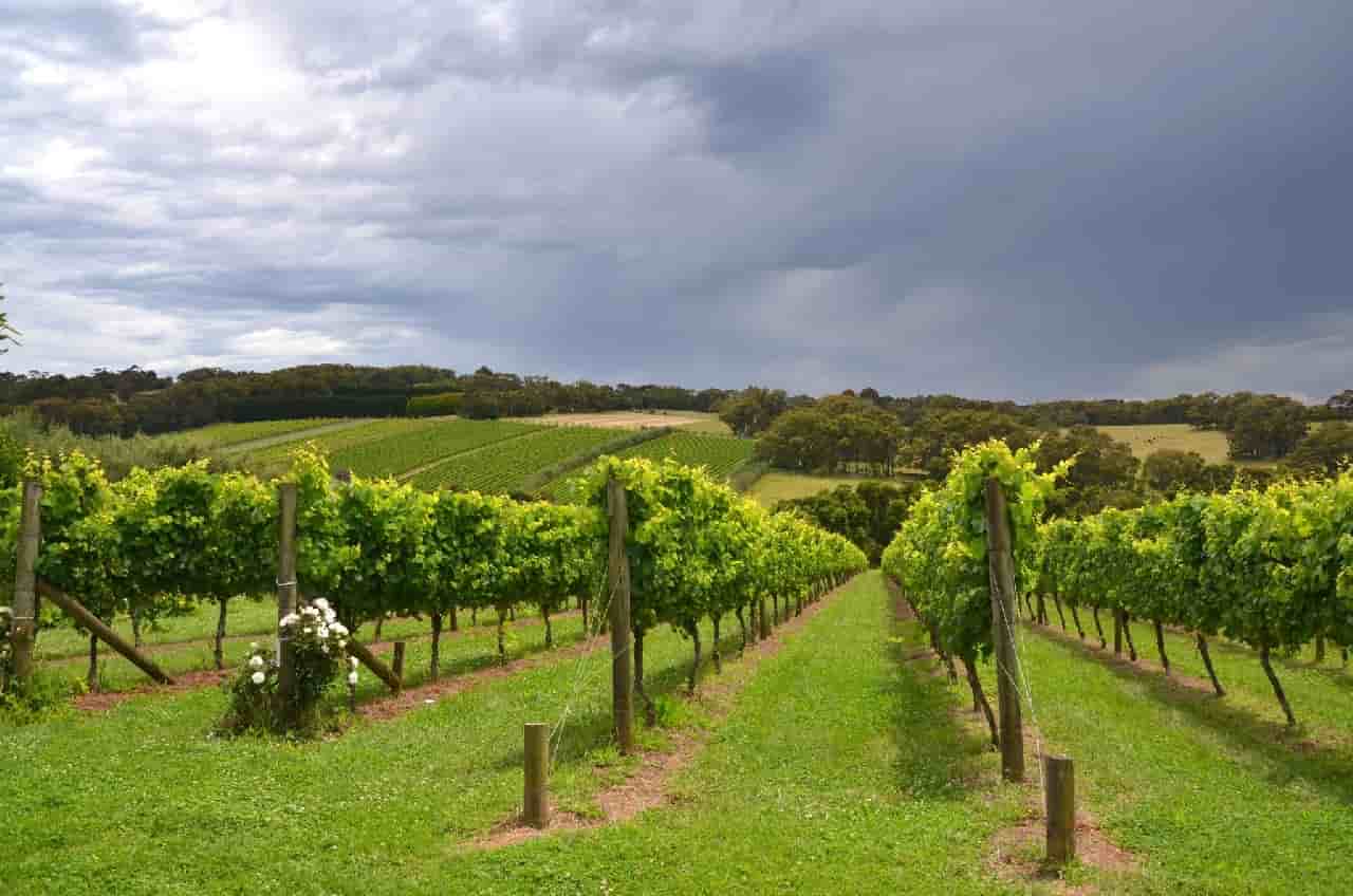 25+ Best Leelanau Peninsula Wineries (Traverse City) Inside Michigan