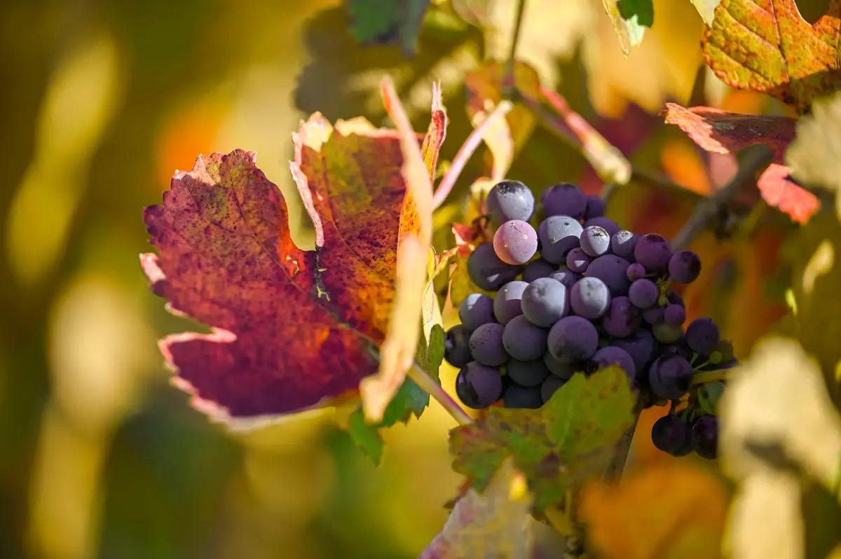 Image of vineyards in Michigan with colorful autumn foliage