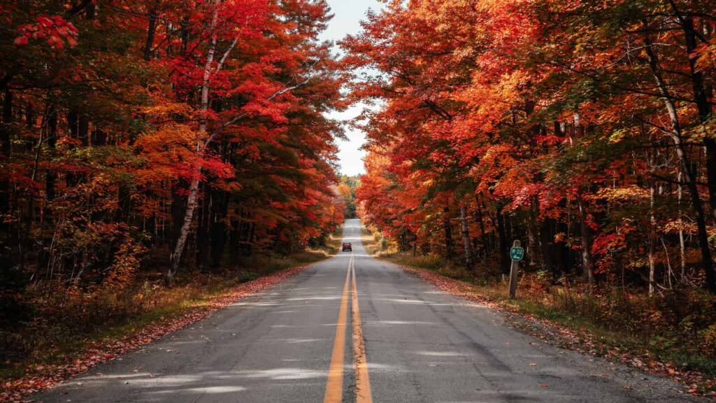 image on m22 drive with fall tunnel of trees