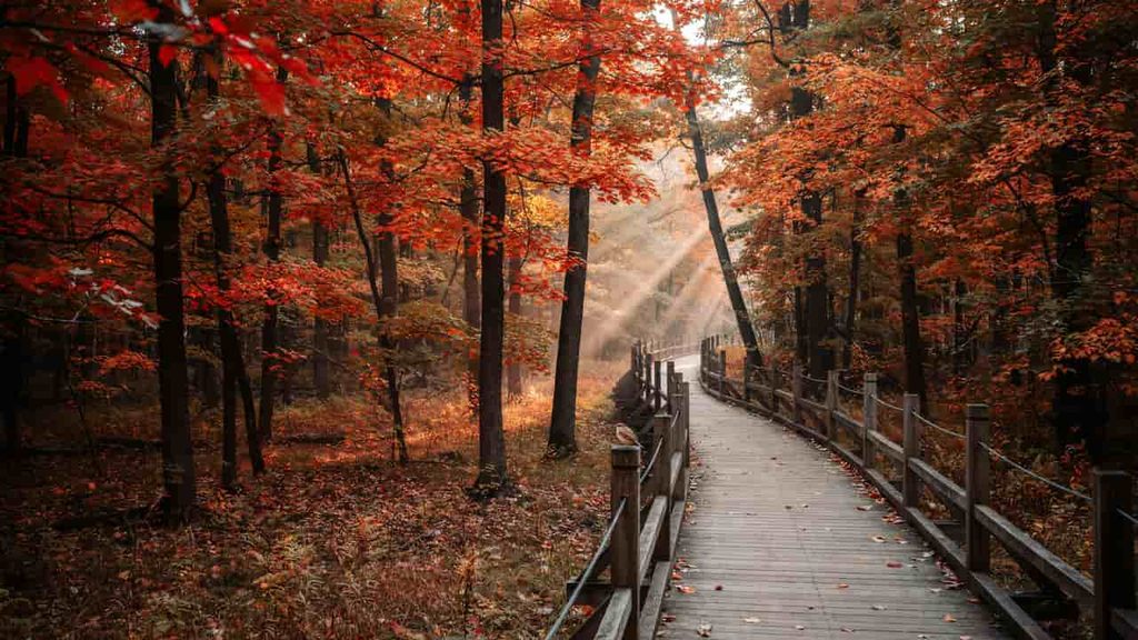 fall colors in mid michigan