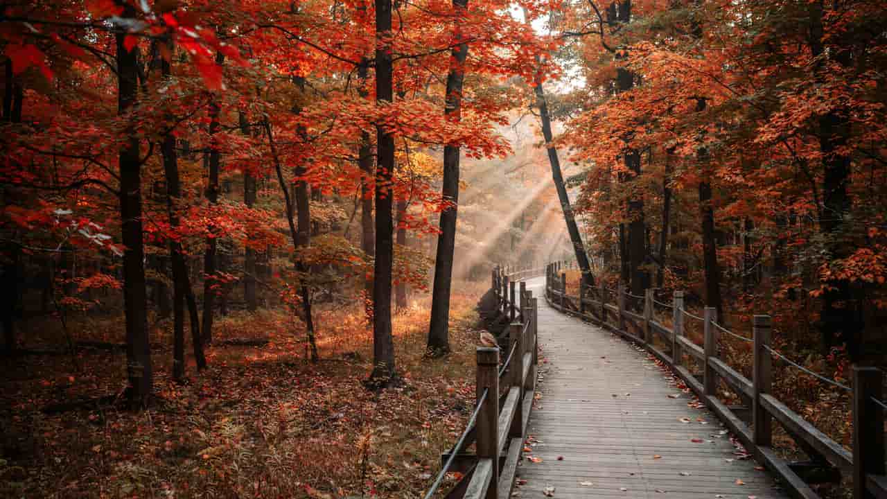 fall colors in mid michigan