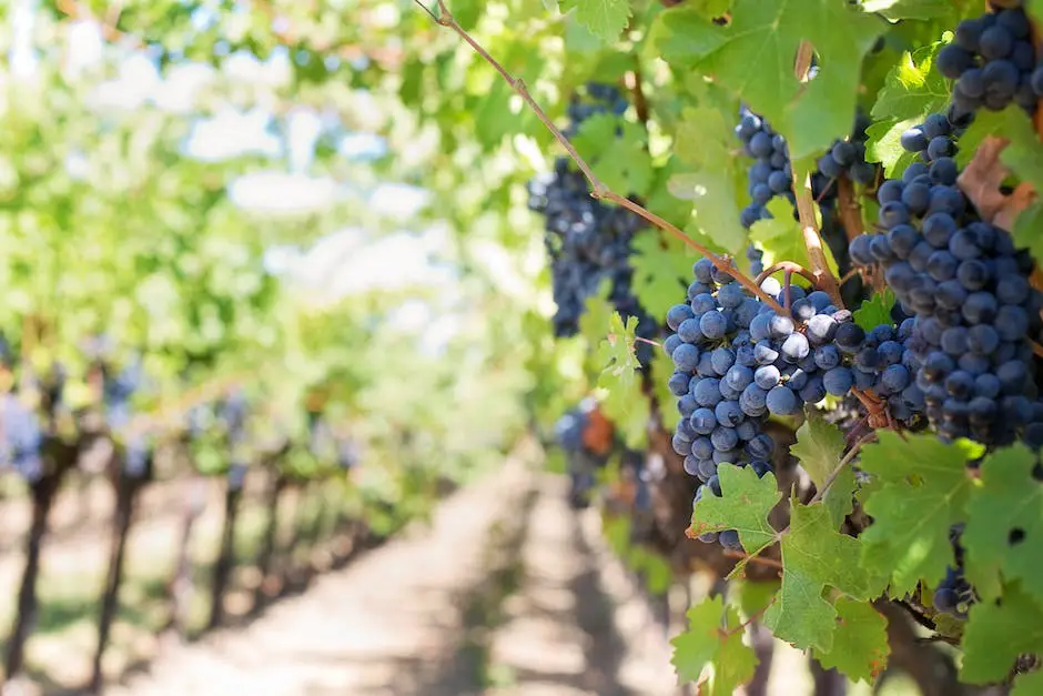 A vineyard in Michigan with grapevines stretching towards the horizon